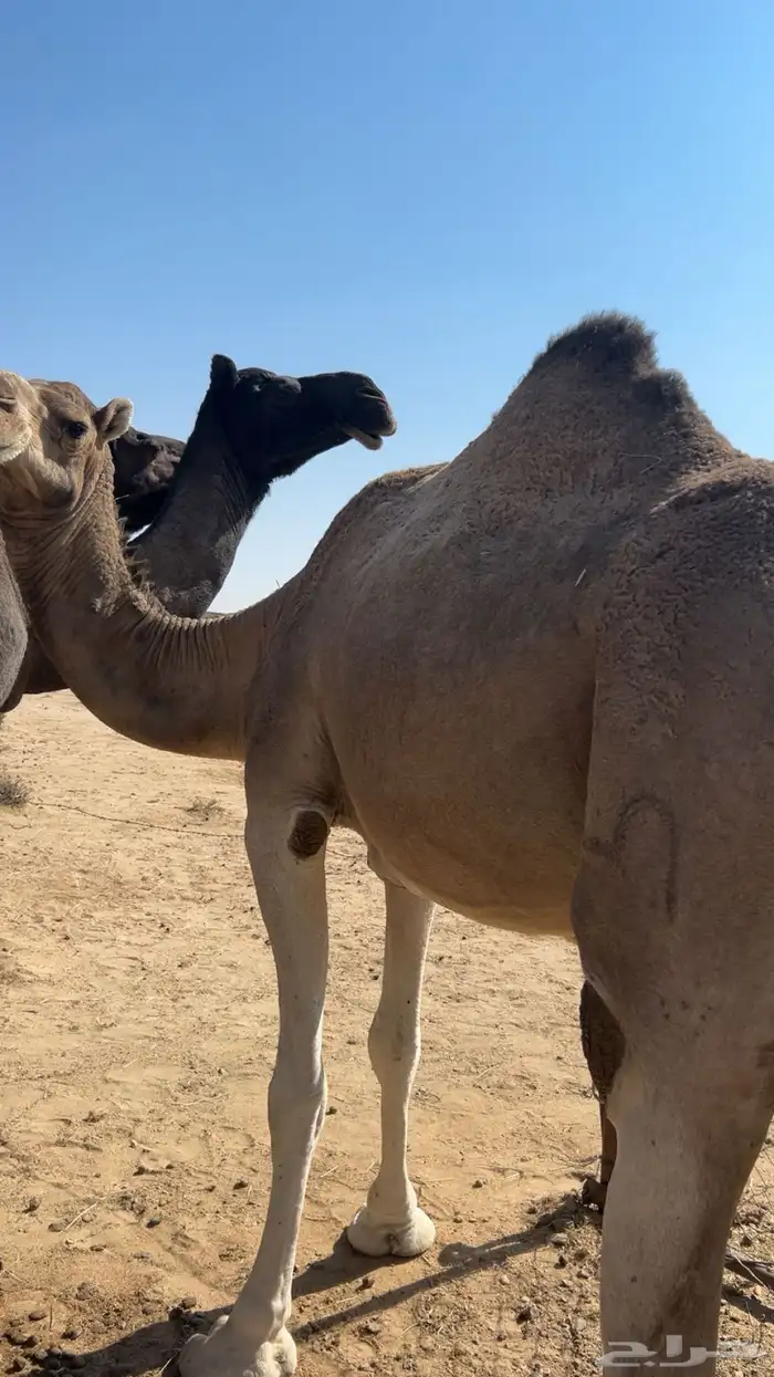 ضروبه اراكه مبيوع حاشيه والسوم 4500 1