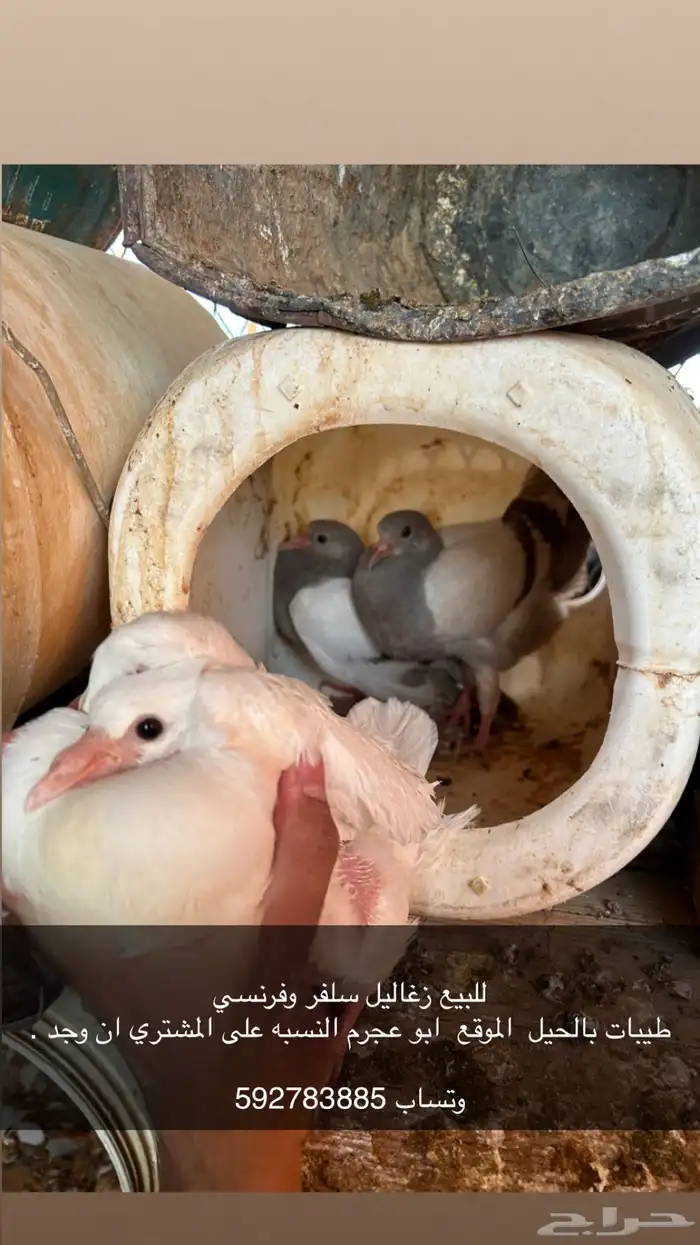 زغاليل سلفر وفرنسي للبيع 0