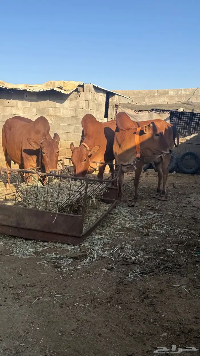 ابقار للبيع 13