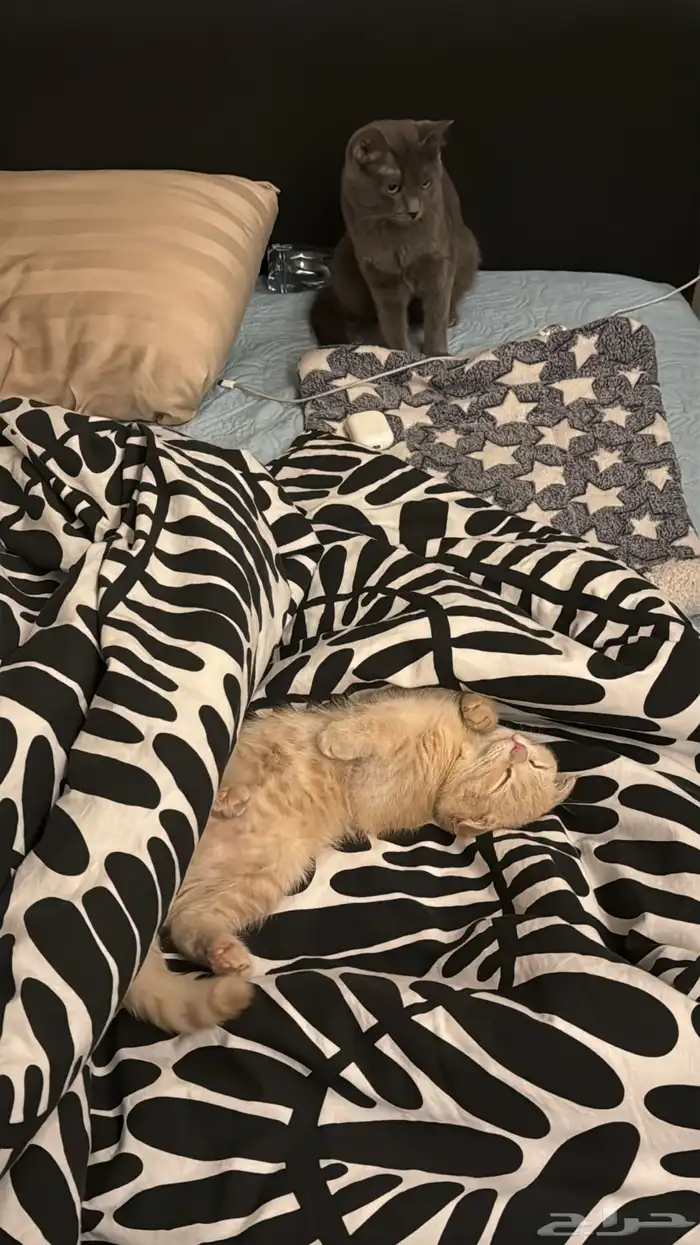 هرة سكوتش فولد أنثى 6