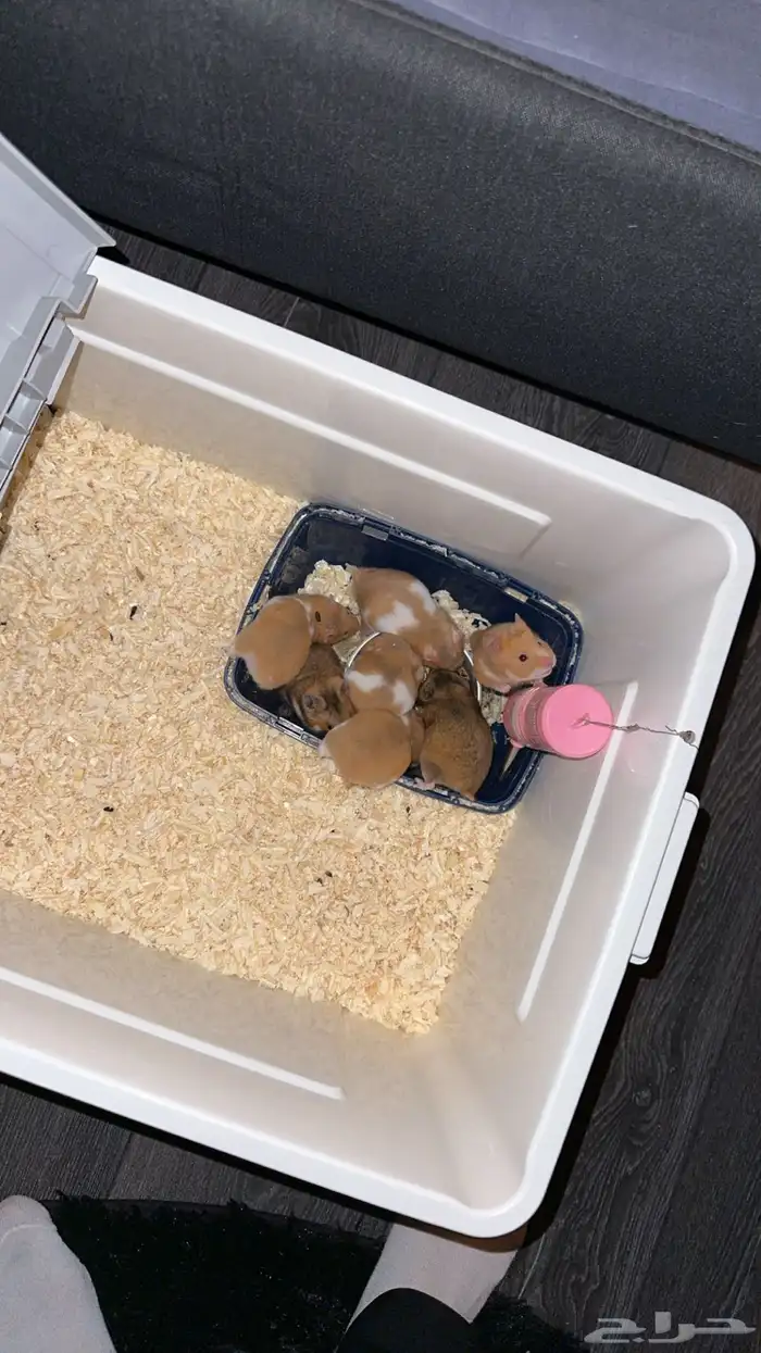 هامسترات سوريه للتبني 2