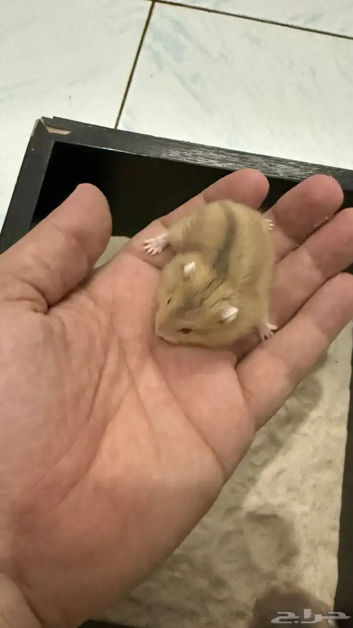 هامستر ونتر وايت (الدبدوب) للبيع 1