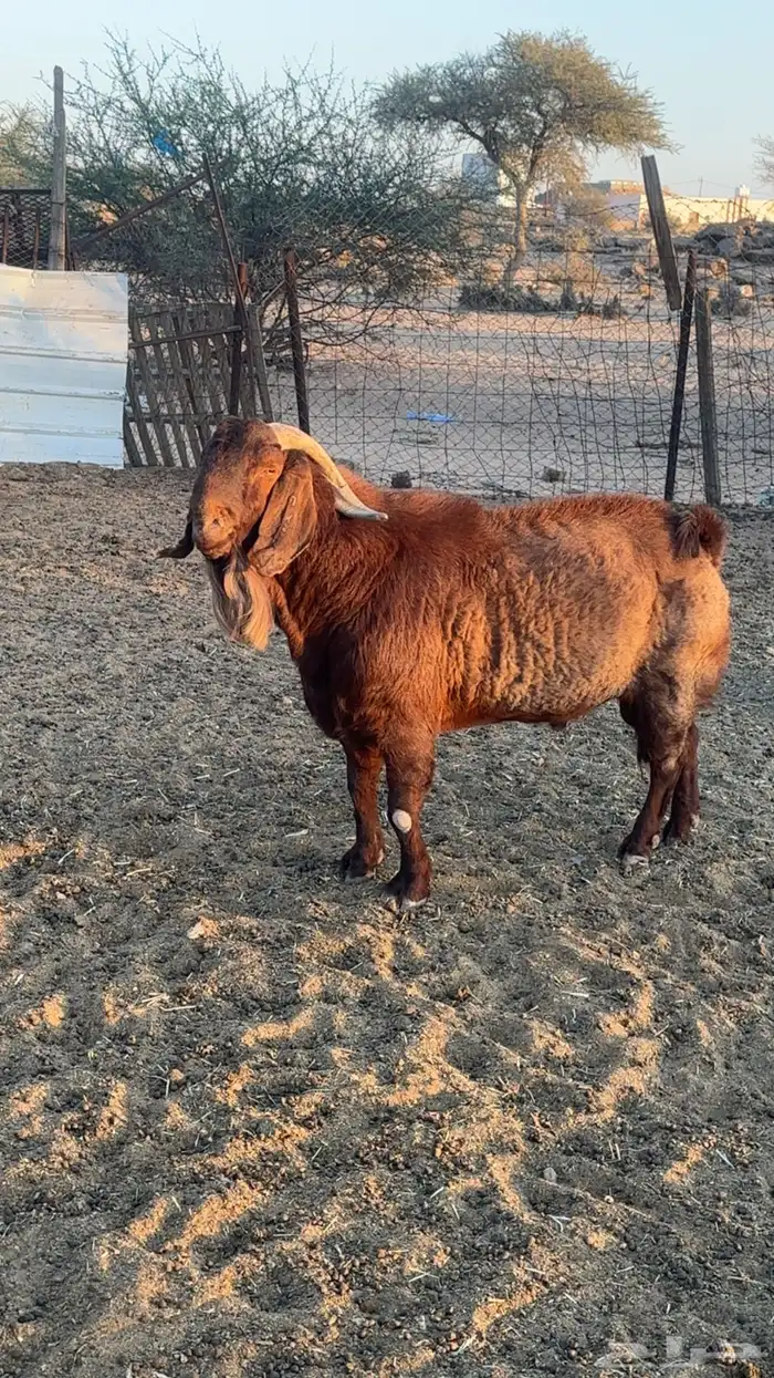 تيس كلهاري بيور 3