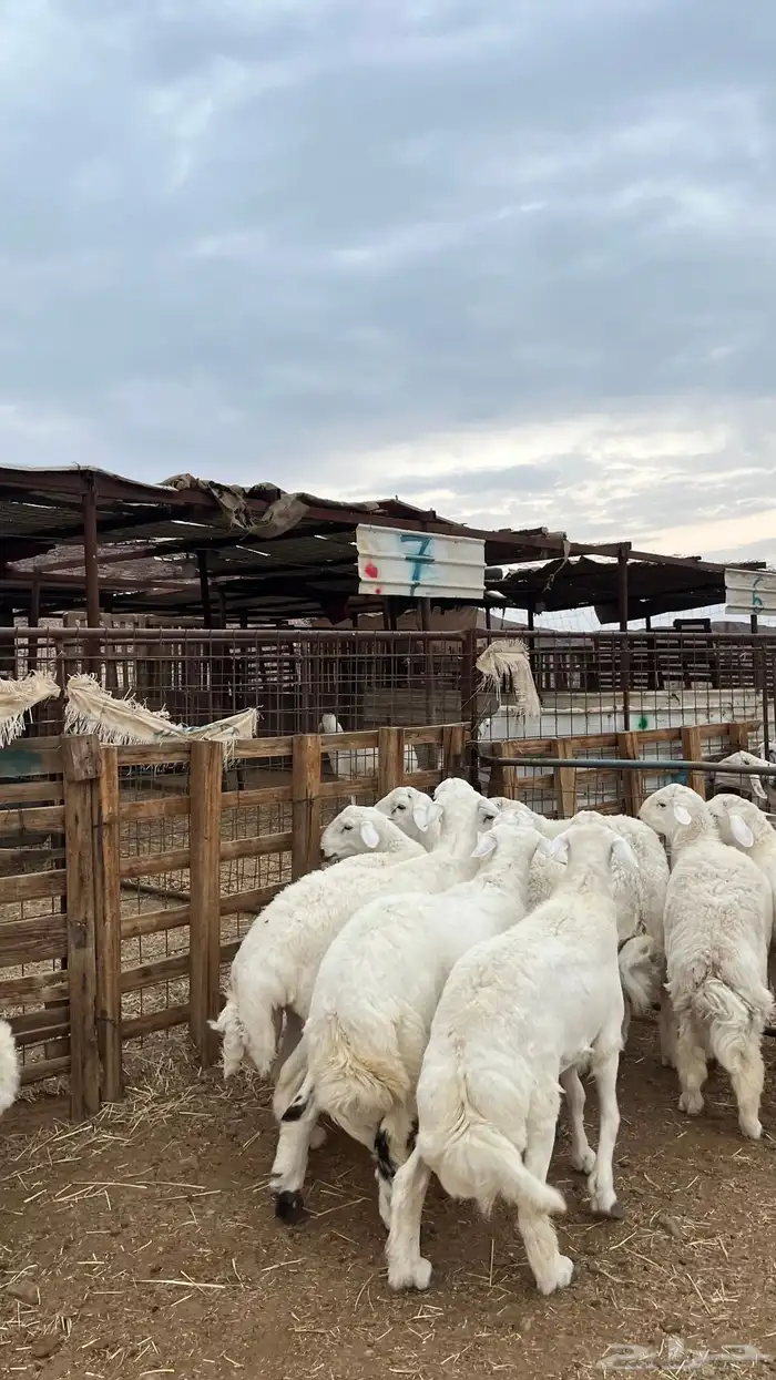 طليان حري ذبايح نظيف شرط 1