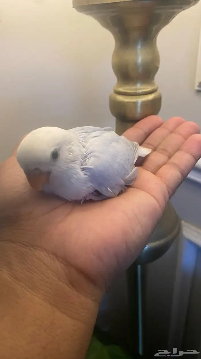 فرخ روز نهاية غر (( تم البيع خارج الموقع )) 2