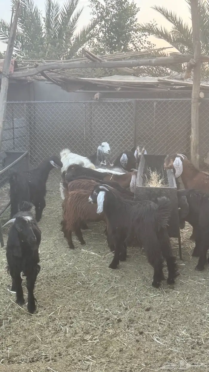 تيوس مخاصي وجفار 5