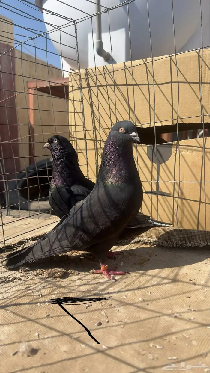 حمام قطيفي للبيع 4