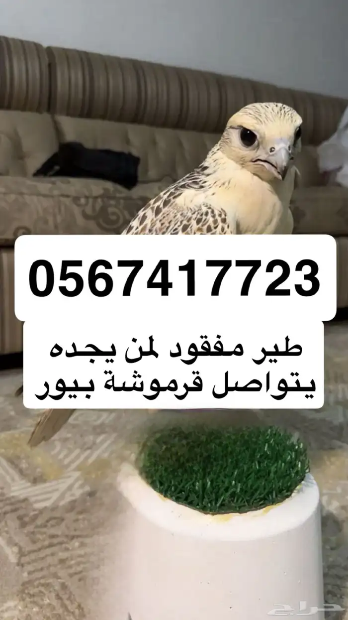 صقر جير بيور 0