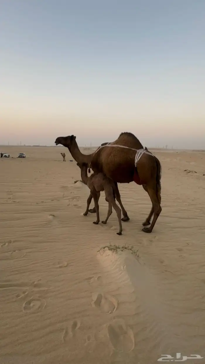 خلفه صفرا حدرها بكره 2