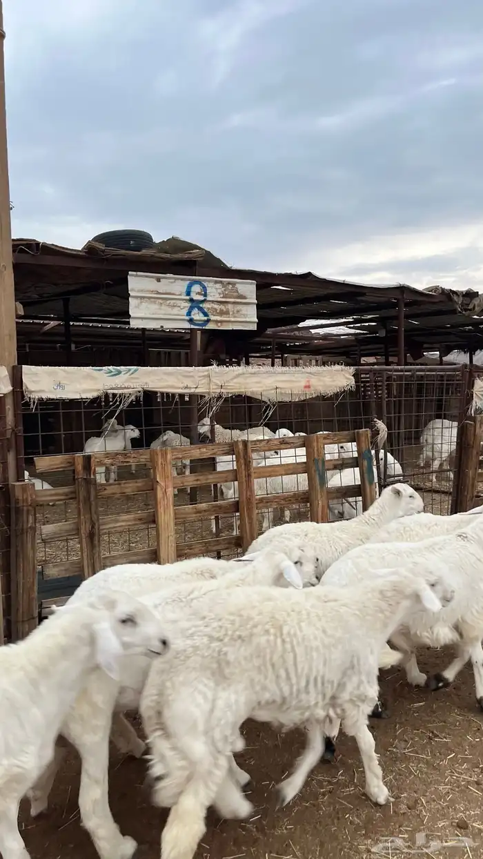 طليان حري ذبايح نظيف شرط 3