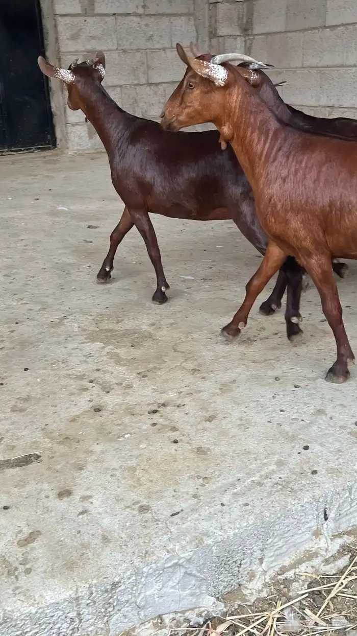 جفار دهم دبس صنف 4 12