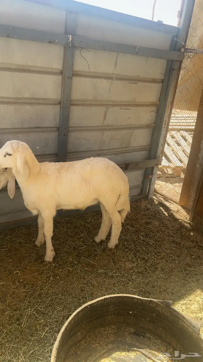 طليان كفوو مشروطة 1