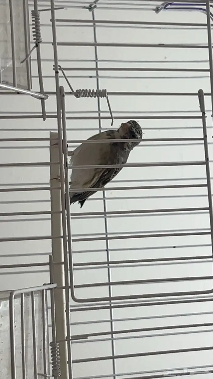 ياسمين بيور 1