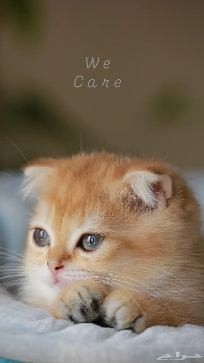 سكوتش قولد بيور فولد NY 1