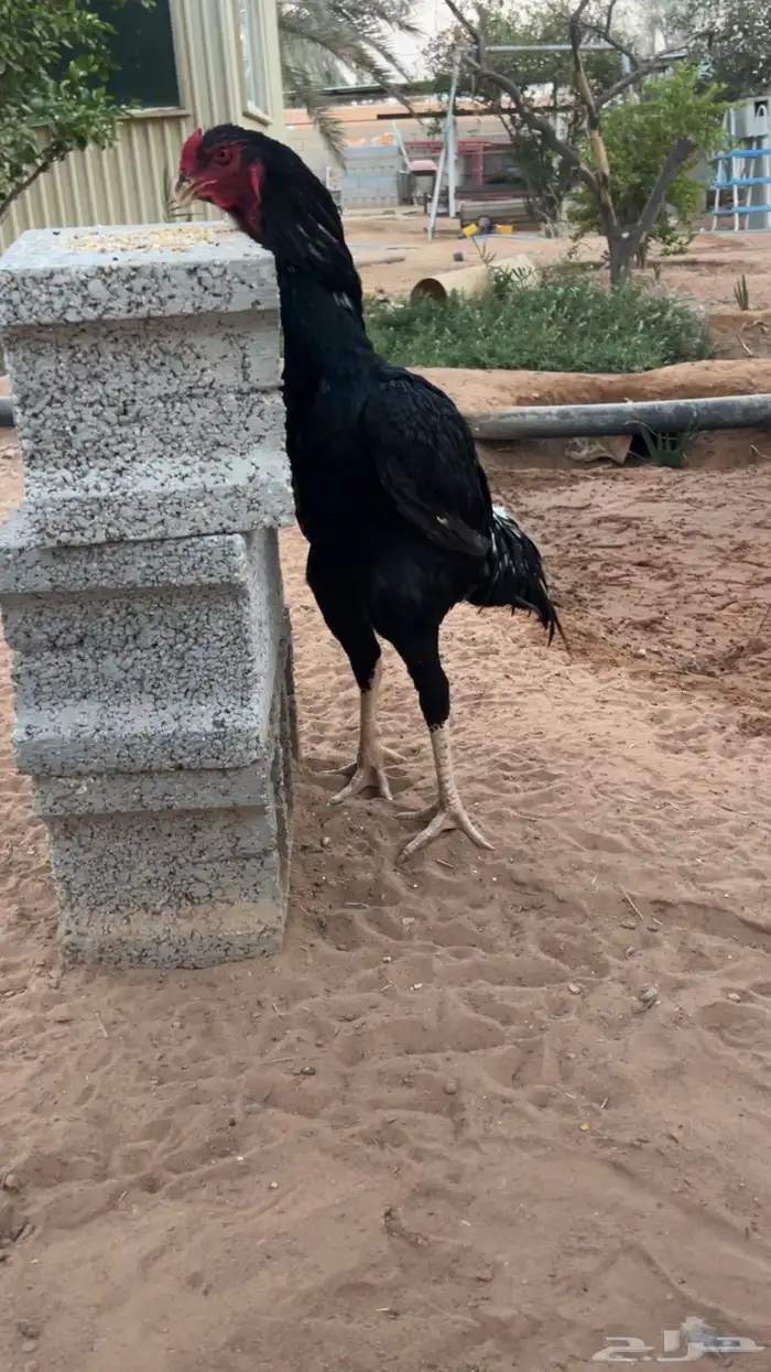 ديكين فارسي ( سندي ) صنف 0