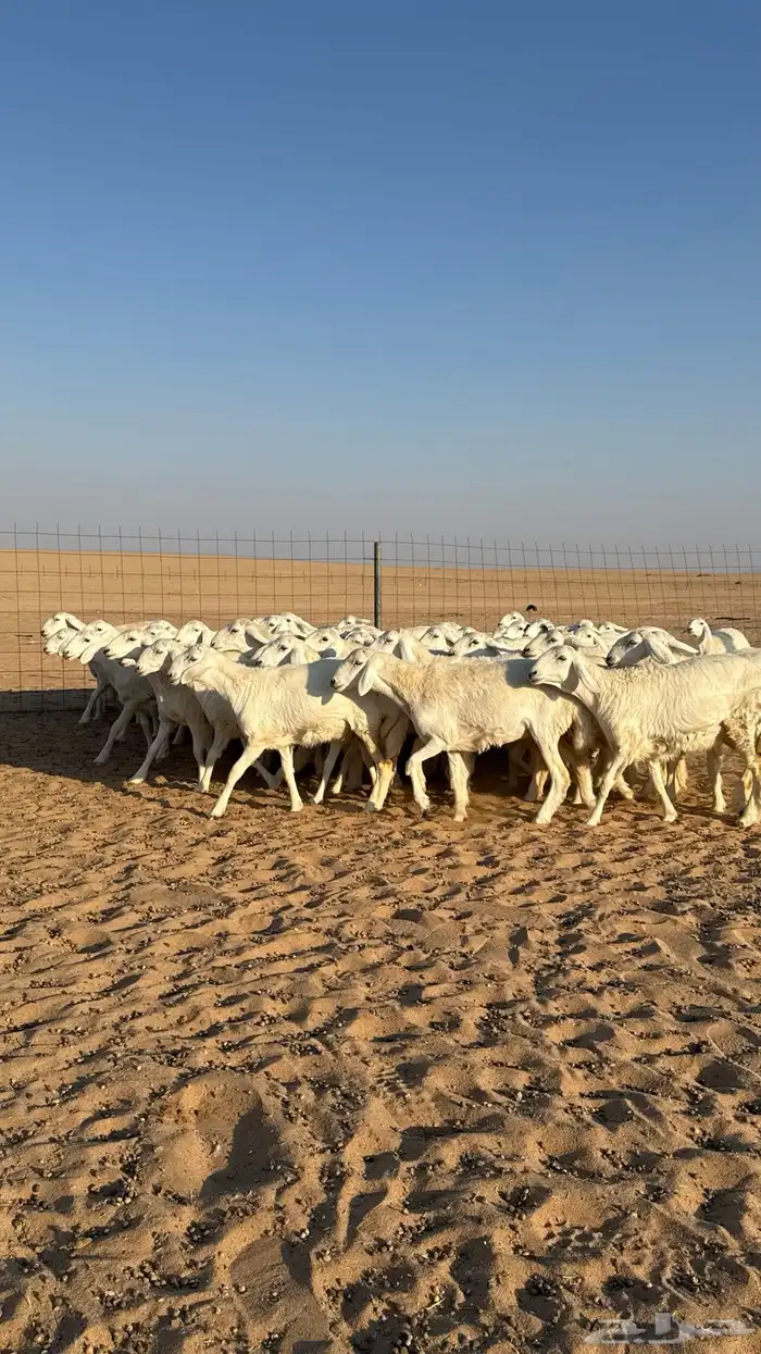 رخال جذعات حرش حلال فاخر 2