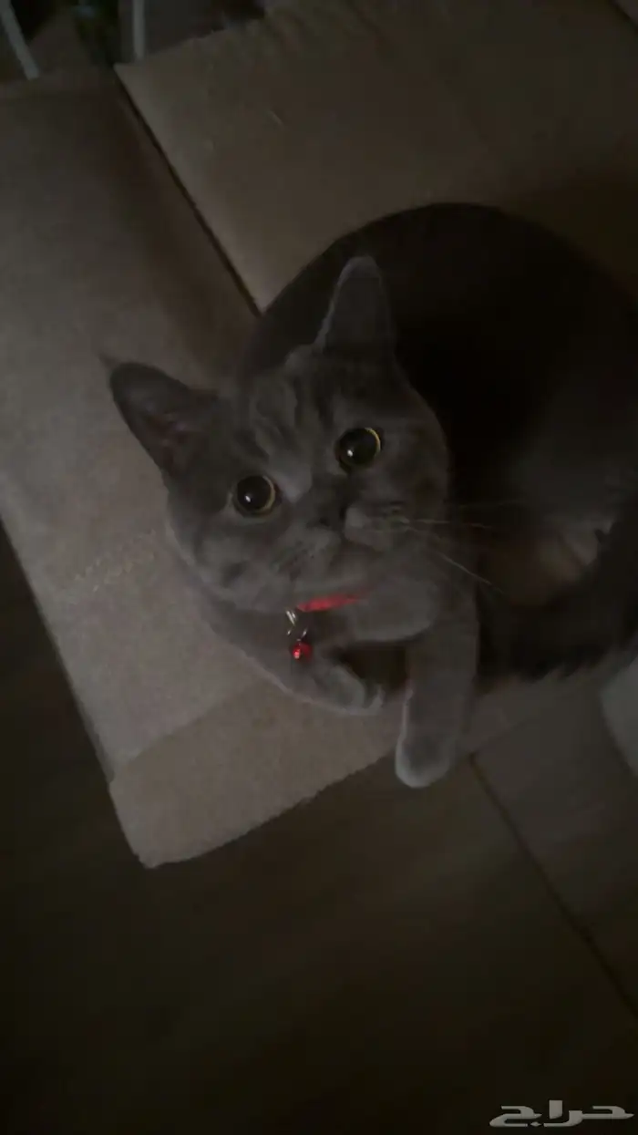 قط طالب تزاوج 4