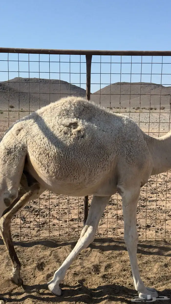 قعود للبيع العمر 7 شهور 0