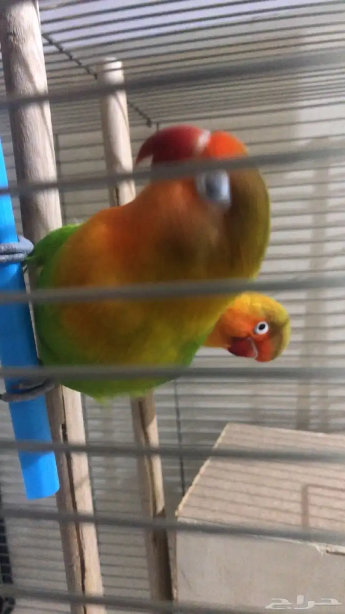 ببغا  روز فشر 0