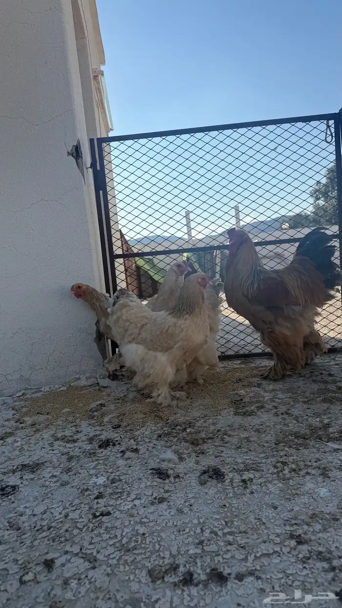 دجاج براهما طقم ديك ثلاث اناثي 9