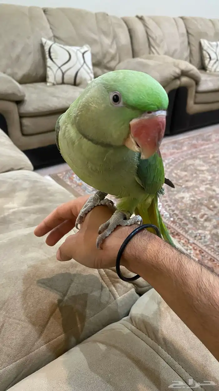 البيع دره نيبالي اليف 0