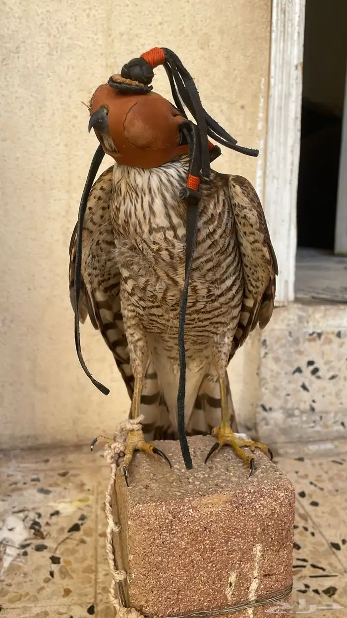 شيهانة الباز 1