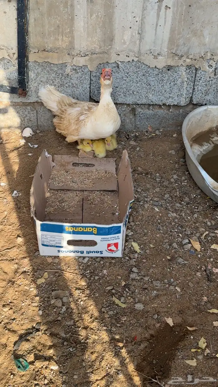 السلام عليكم ورحمه الله وباركته اعرض لك بط بلدي 2