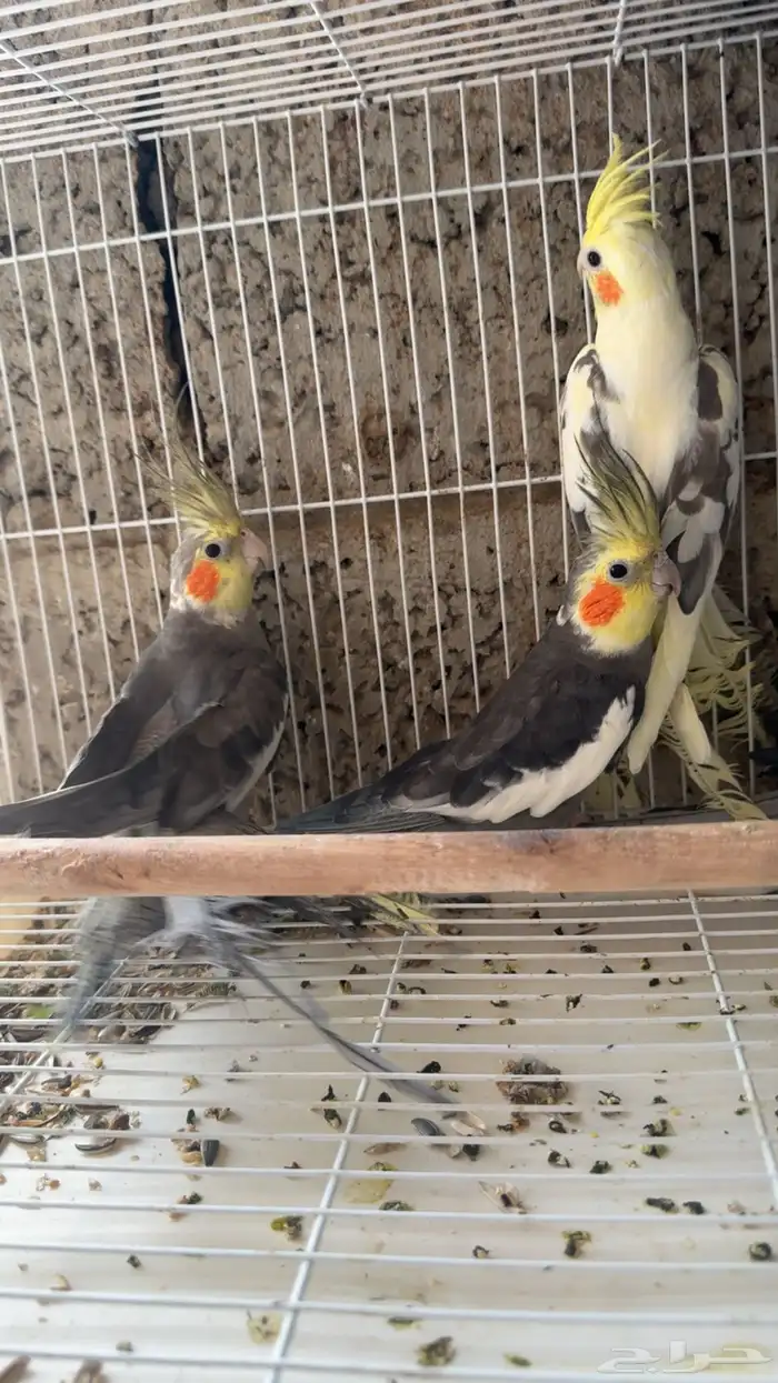 طيور كروان 0