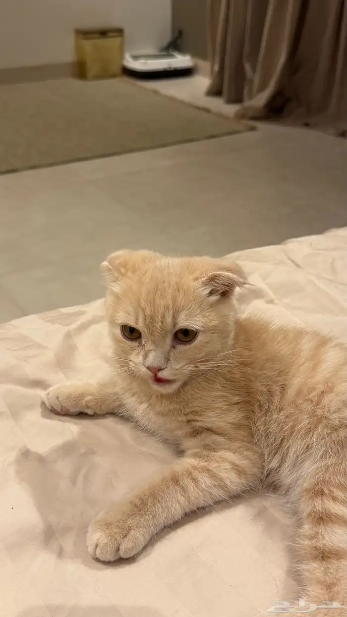 هرة سكوتش فولد أنثى 3