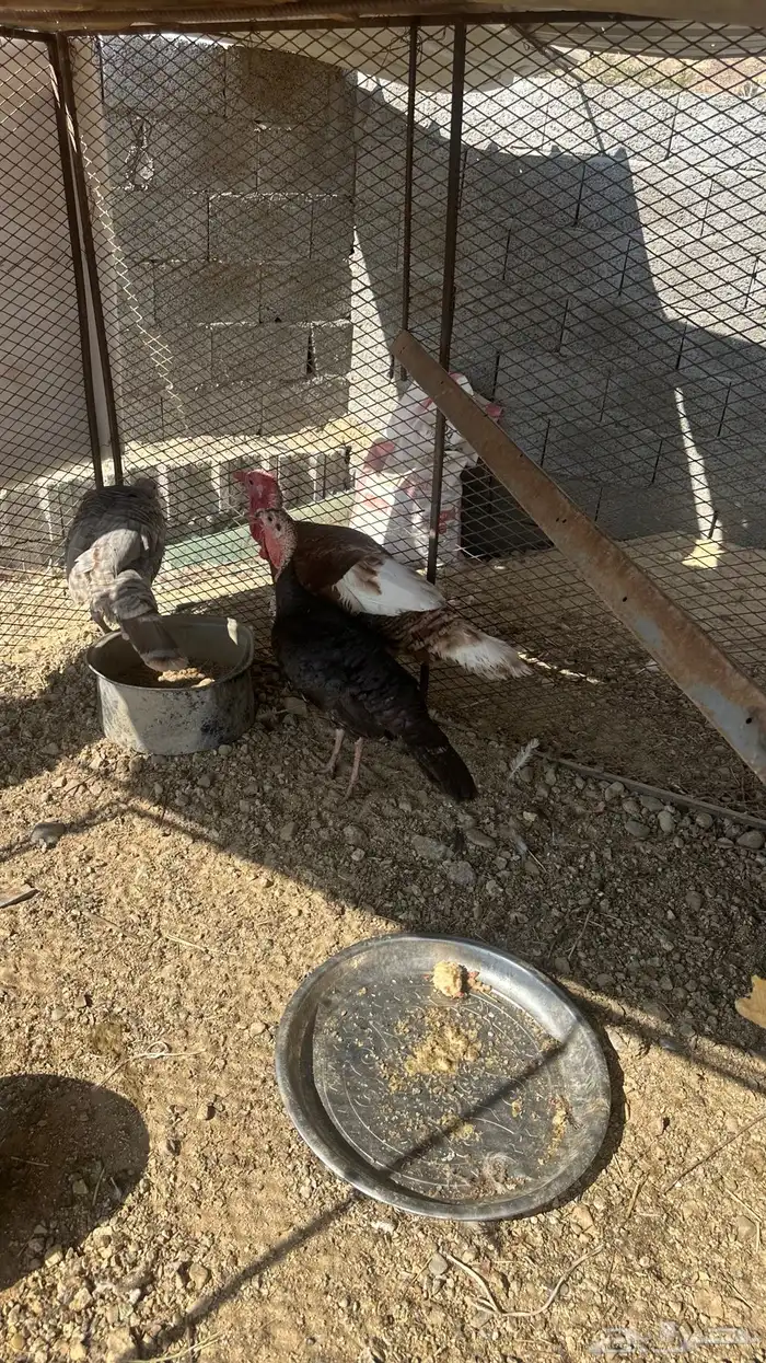 دجاج رومي لبيع 1