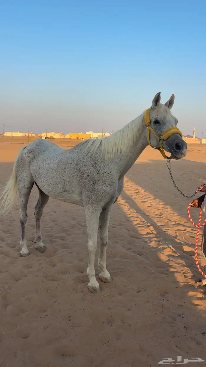 فرس شعبيه مشباه 0