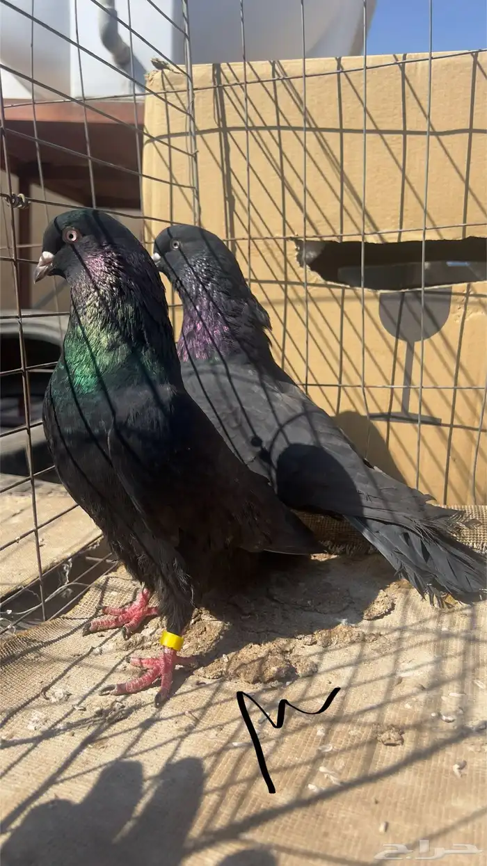 حمام قطيفي للبيع 9