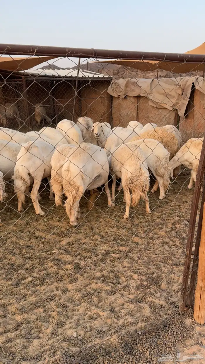 غنم مراح كفو كفو متابيع ودفيع 2