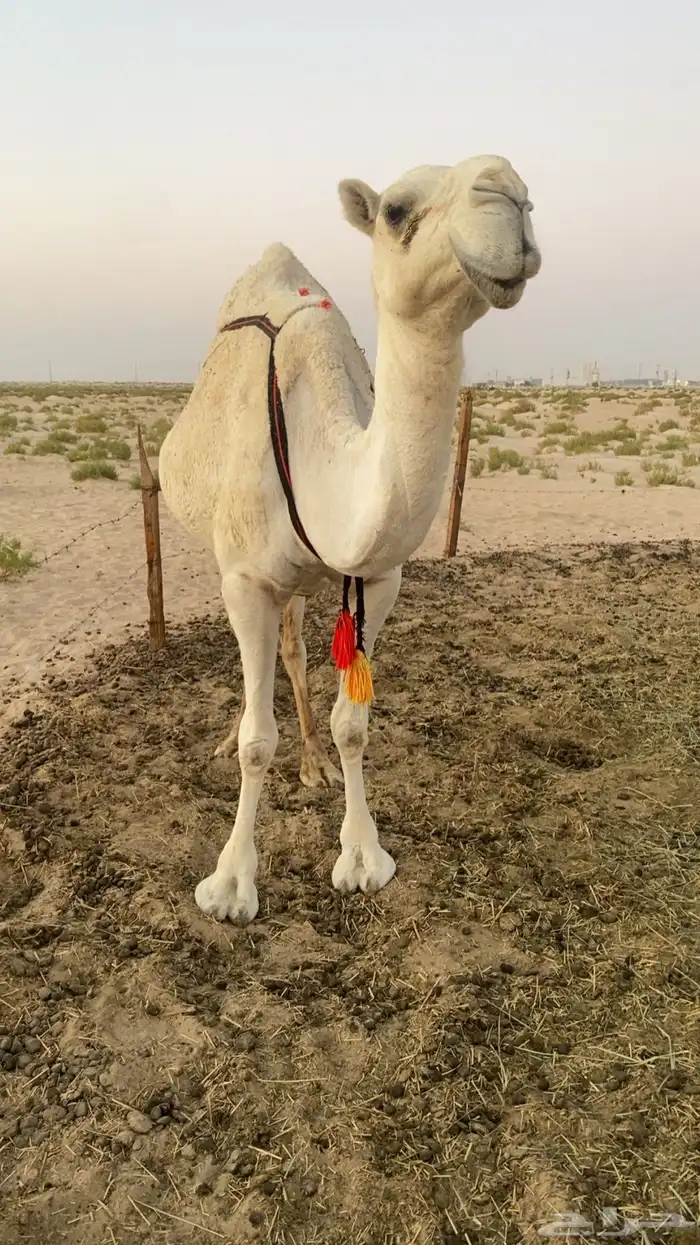 للبيع ناقة عشرا وضحا 2