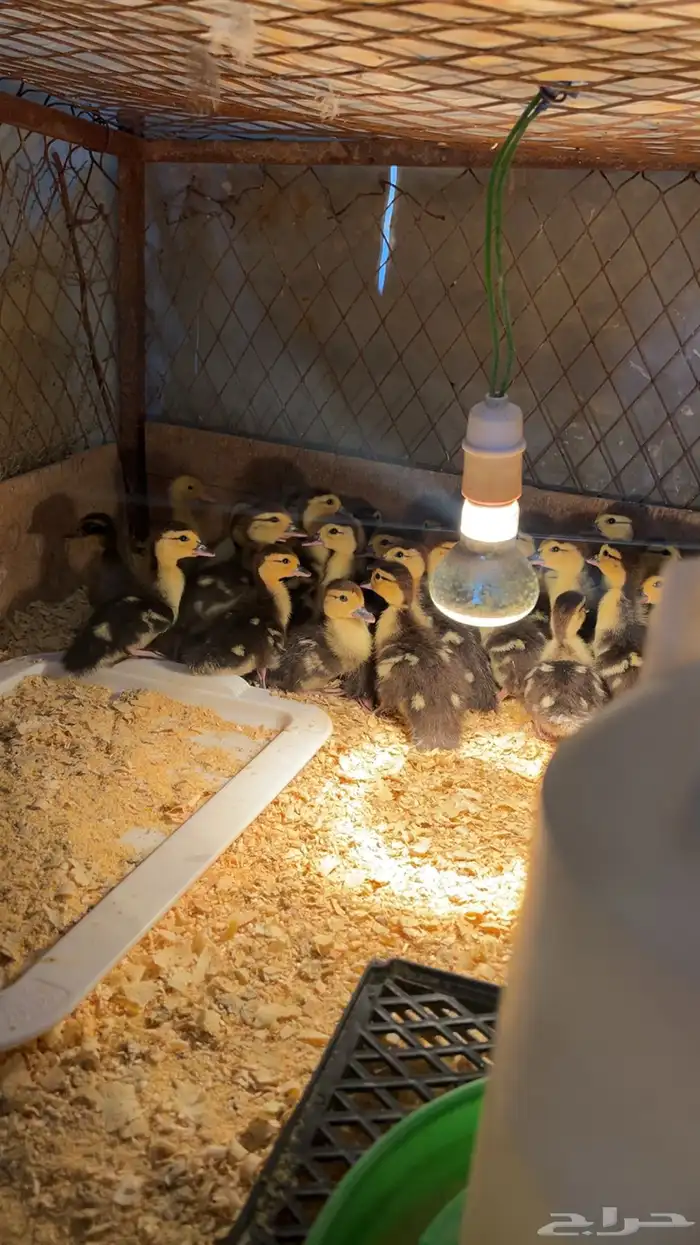 صيصان بط مصري 0