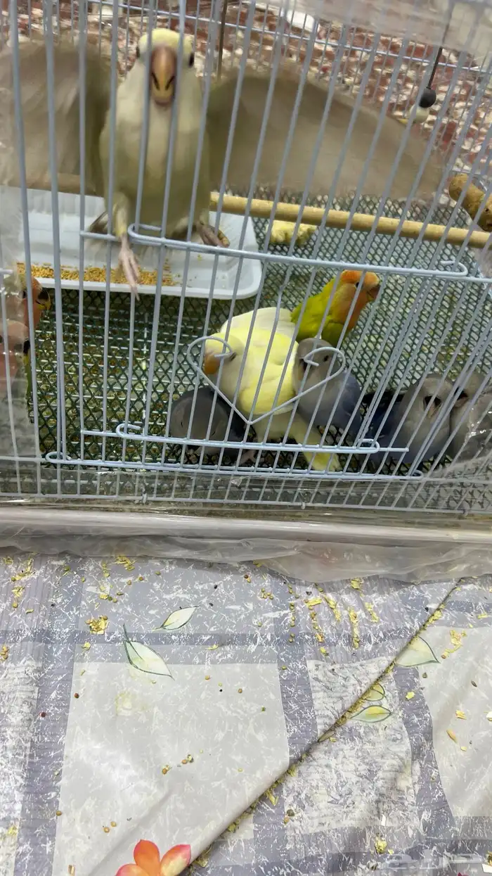 فروخ روز نهاية غر 0