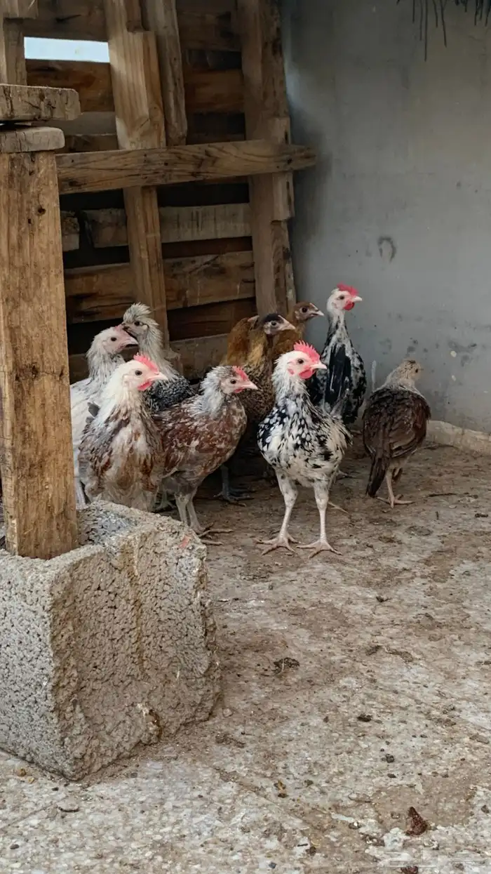 صوص بلدي عمر ثلاثه اشهر تقريبا 1