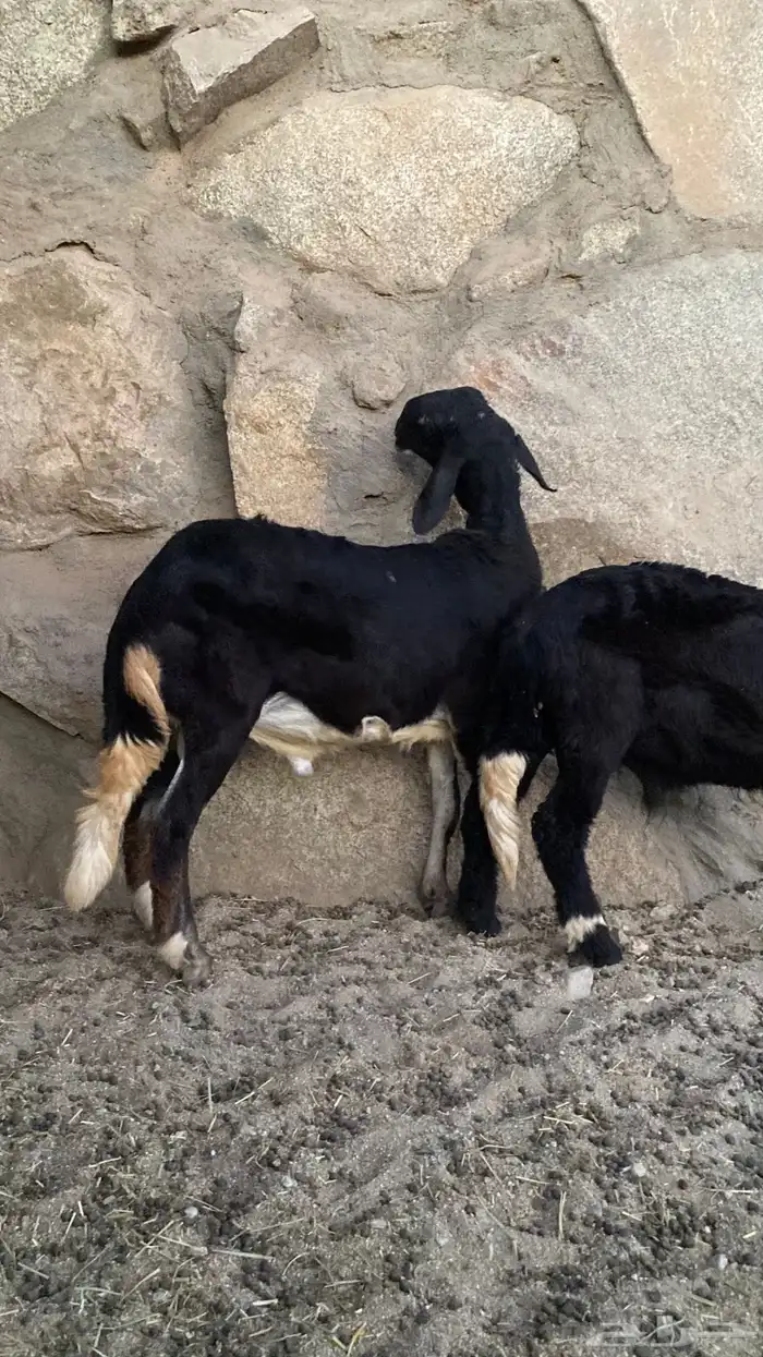 مشاريع فحول درمانية 2