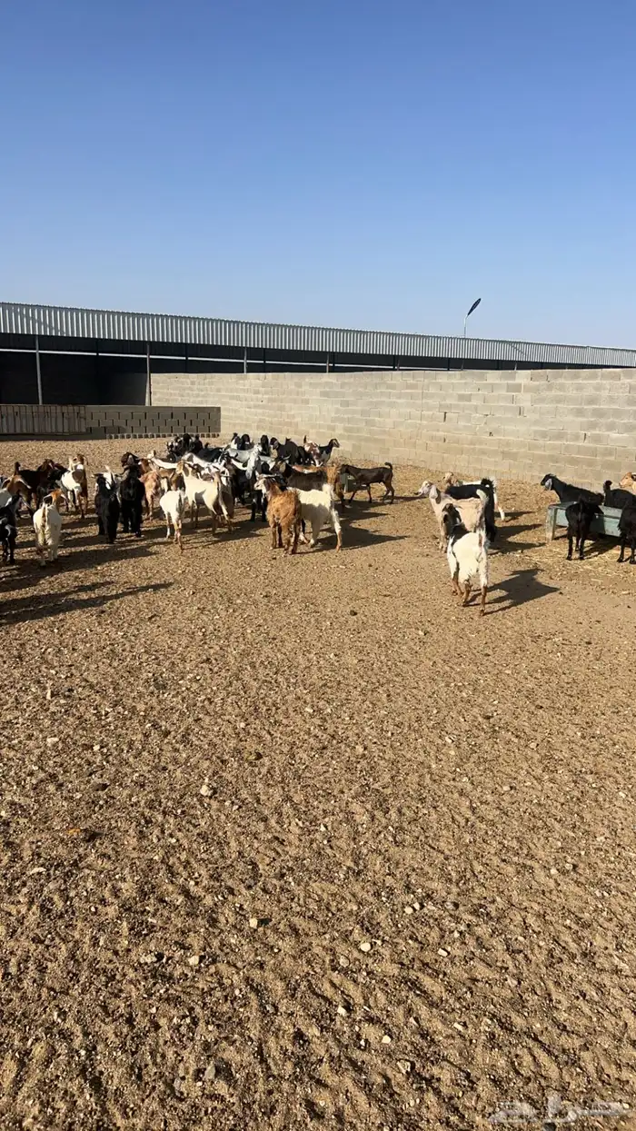 تيوس للبيع 1