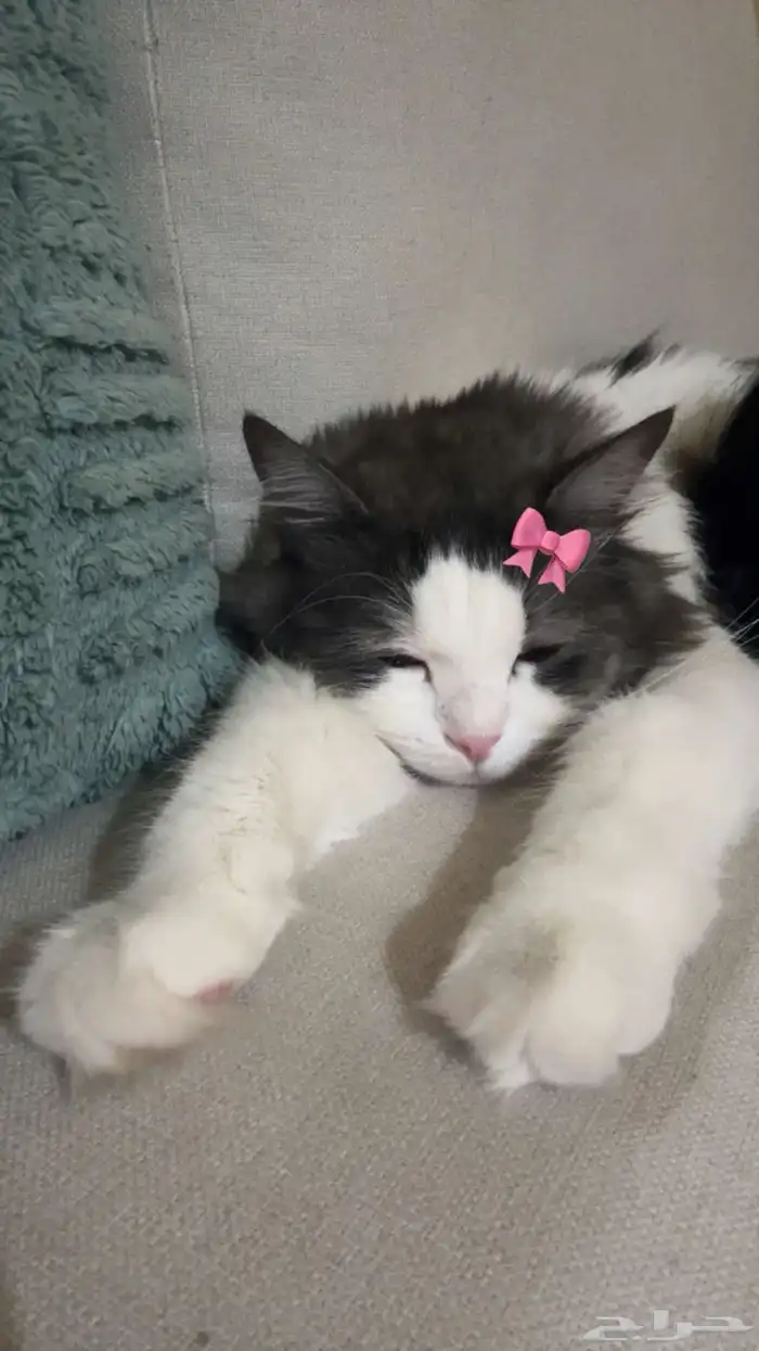 قط ضائع لونه ابيض رمادي 3