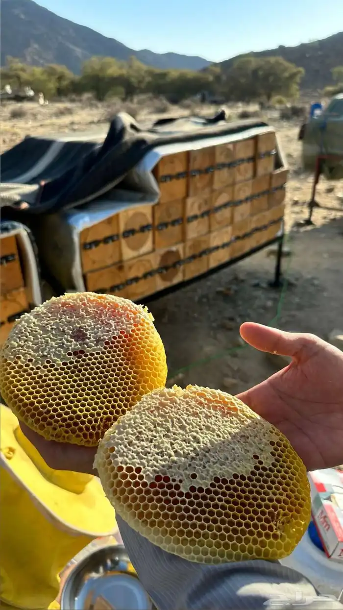 عسل سدر شمع 2