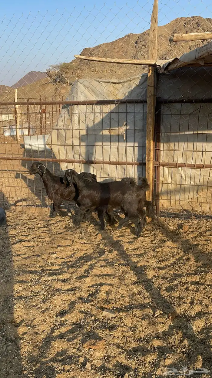 تيوس مندي(تم البيع) 3