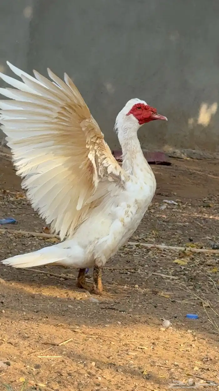 السلام عليكم ورحمه الله وباركته اعرض لك بط بلدي 1