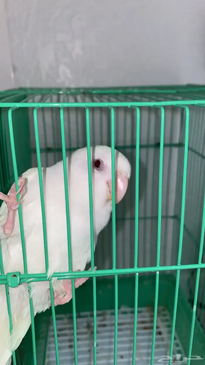 للبيع كاسكو   صن كنيور 3