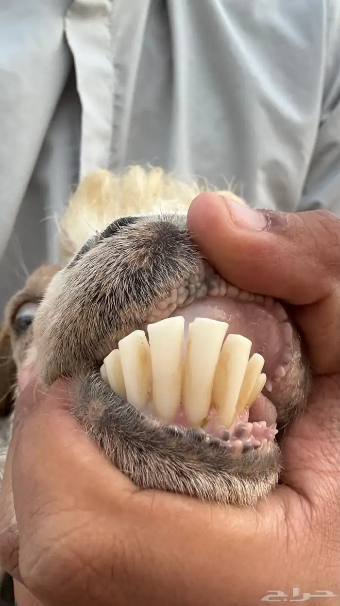 عنز مصريه فاخره والد متاومه تحتها 2 تيوس 8