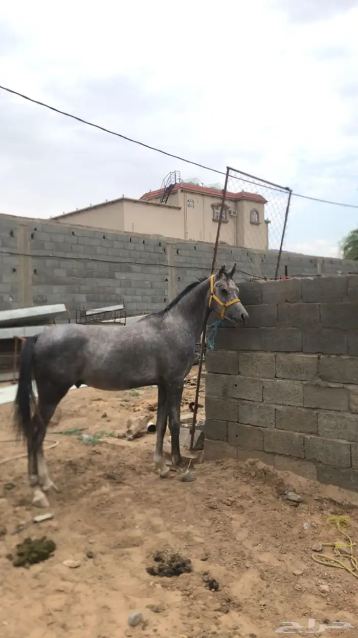 مهر كفو للبيع 1