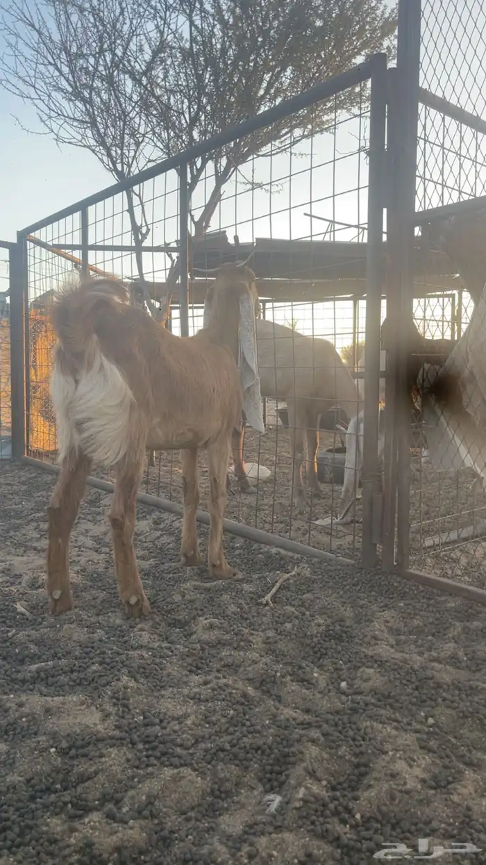 جفره هولنديه صنف 3