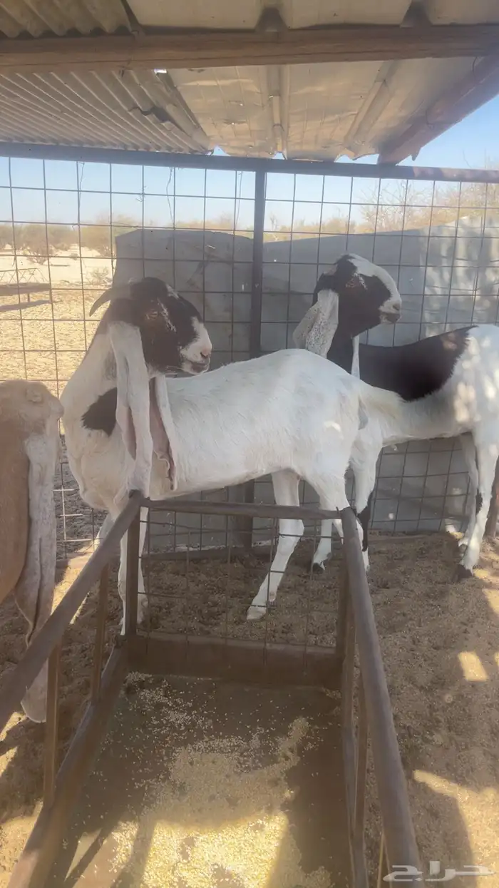 جفرات هولنديات 0