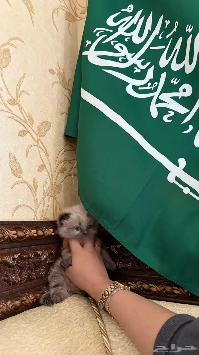 هجين سكوتش وهملايا 16