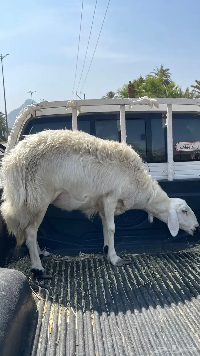 نعجه صفراء فاخره 0